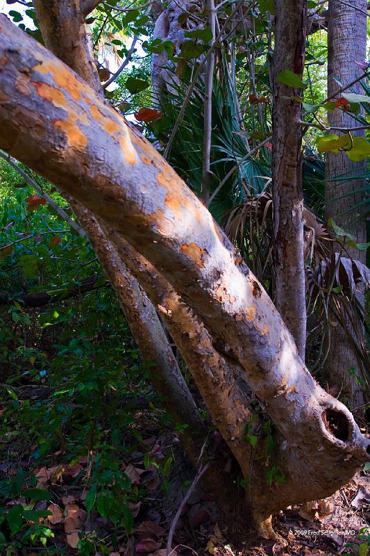 20090221_180844 D200 P1 2400x3600 srgb.jpg - Foliage, MacArthur Beach State Park